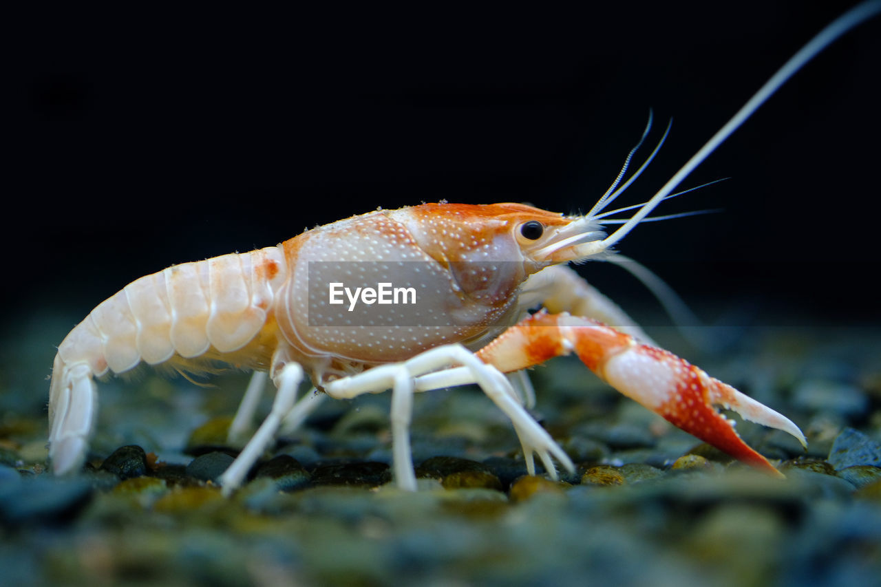 CLOSE-UP OF CRAB ON SEA