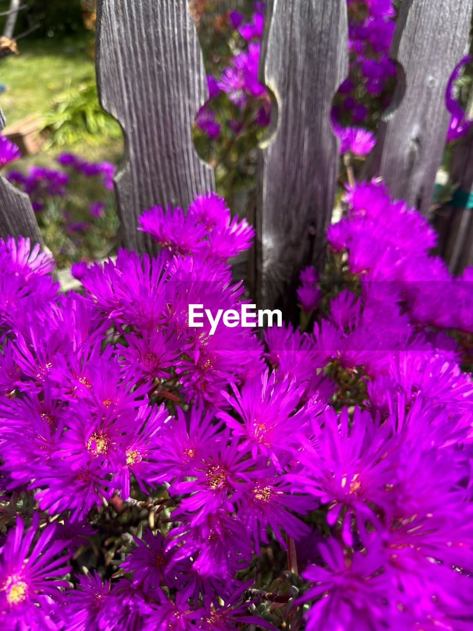 plant, flower, flowering plant, growth, freshness, beauty in nature, nature, purple, close-up, fragility, day, pink, no people, outdoors, flower head, petal, inflorescence, wildflower, blossom, springtime, land, field
