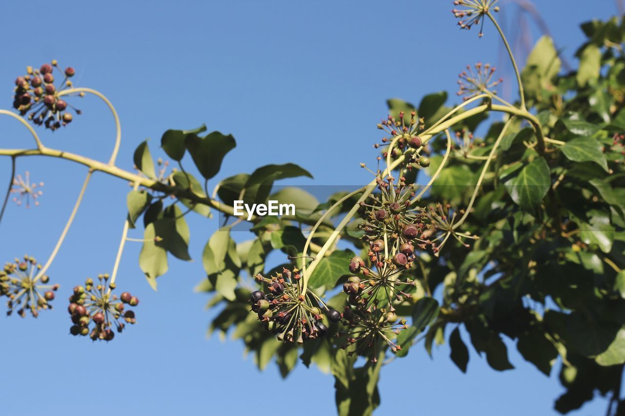 LOW ANGLE VIEW OF FLOWERING PLANT AGAINST SKY