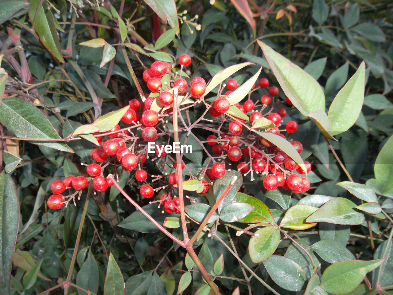 Bush of red berries