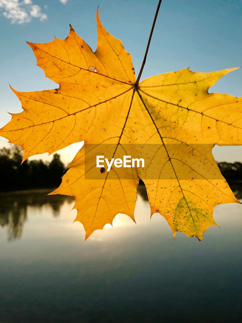 leaf, plant part, autumn, nature, tree, maple leaf, beauty in nature, yellow, plant, sky, reflection, water, maple, environment, no people, maple tree, outdoors, orange color, scenics - nature, tranquility, leaf vein, lake, land, day, dry, landscape, branch, close-up, idyllic