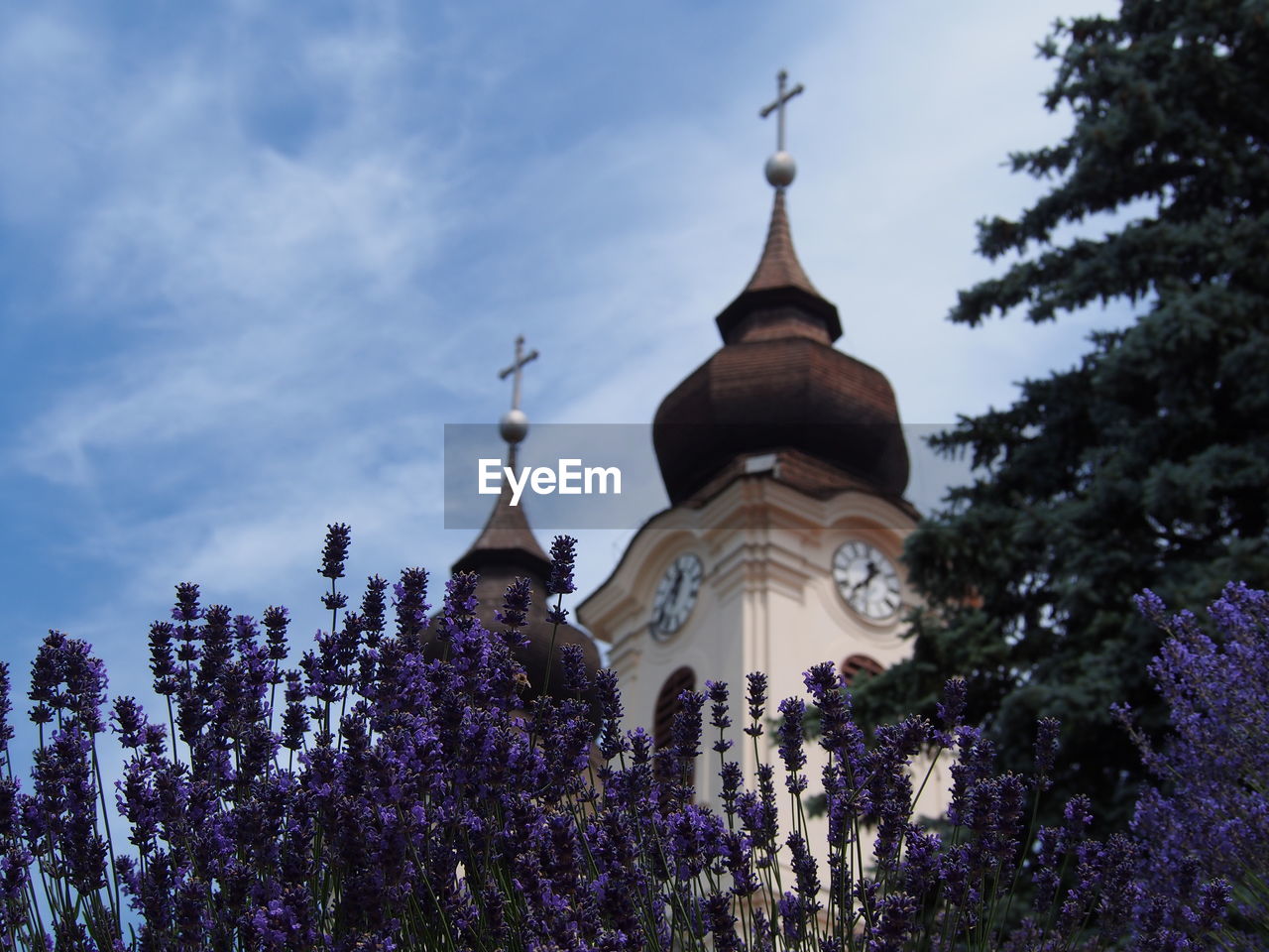 Flowering plants growing by church against sky