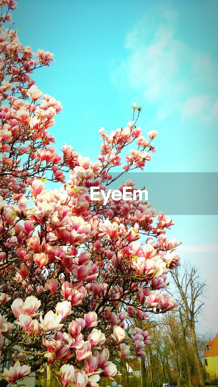 LOW ANGLE VIEW OF BLOOMING TREE AGAINST SKY