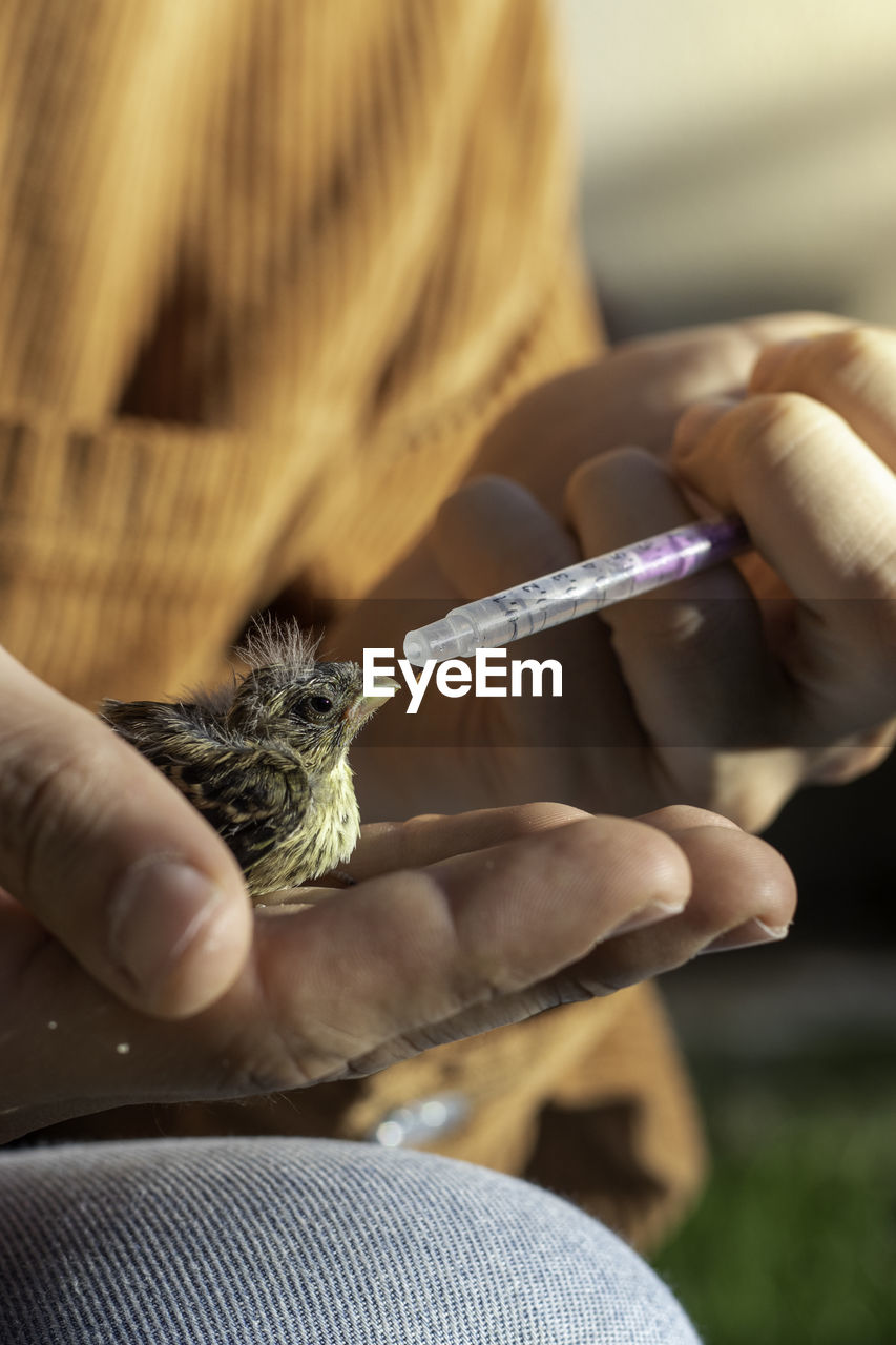 Bird breed found by an animal protector giving to drink with a syringe to try to survive 