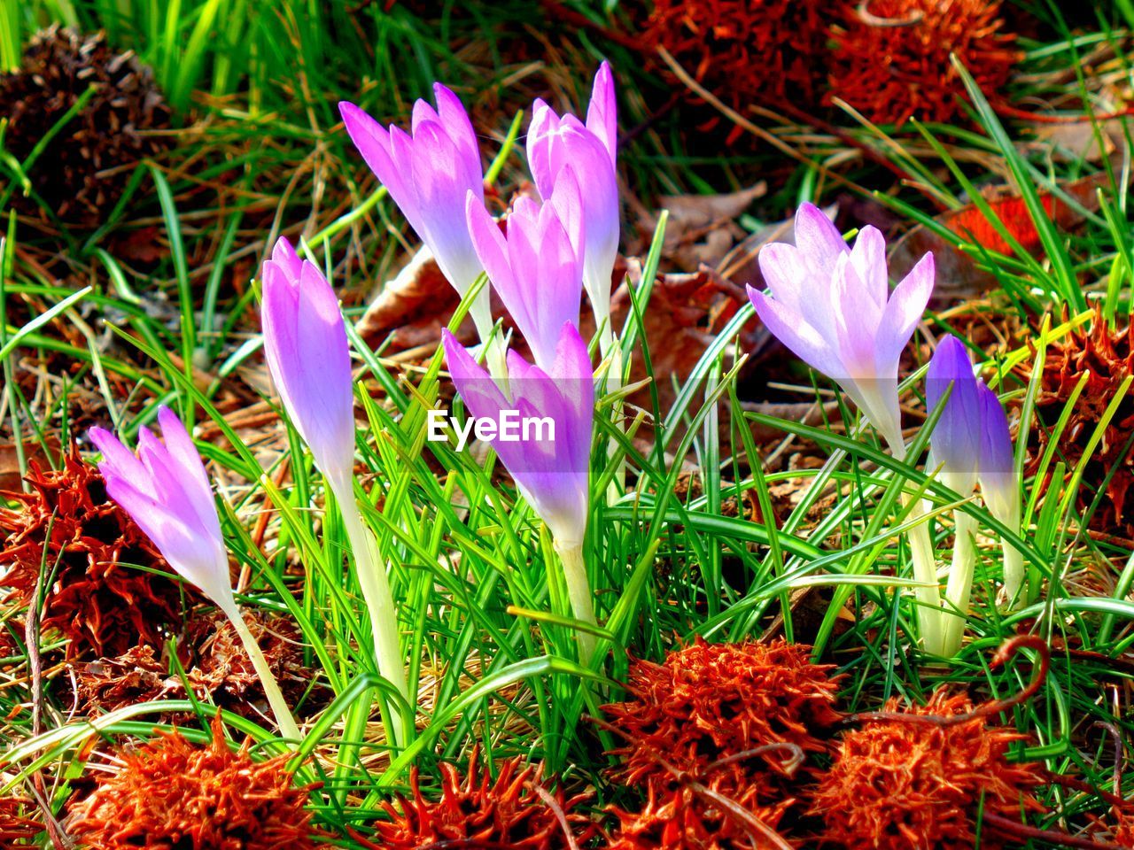 CLOSE-UP OF PURPLE FLOWERS IN FIELD