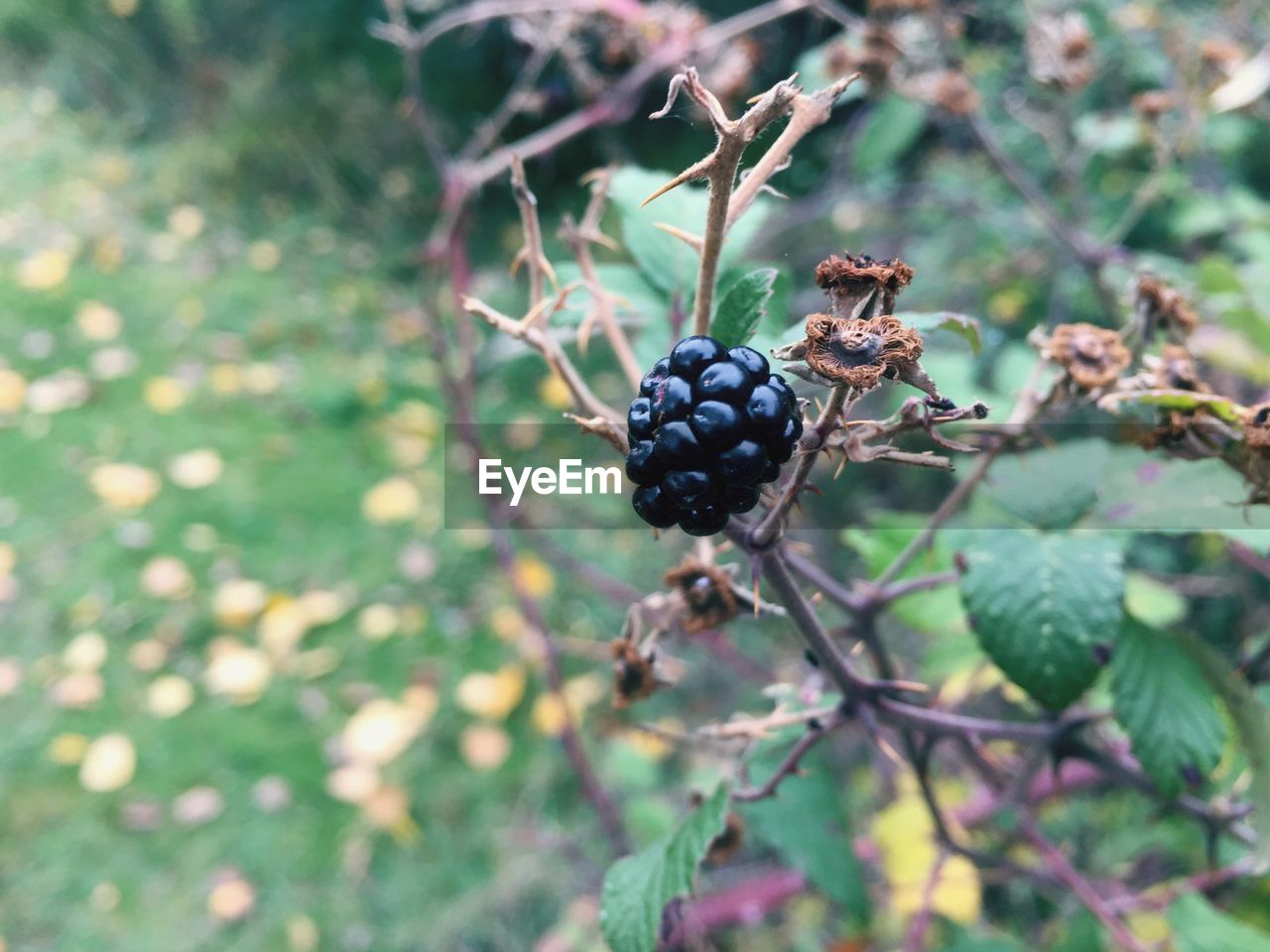 Close-up of black berry fruit on dry twig