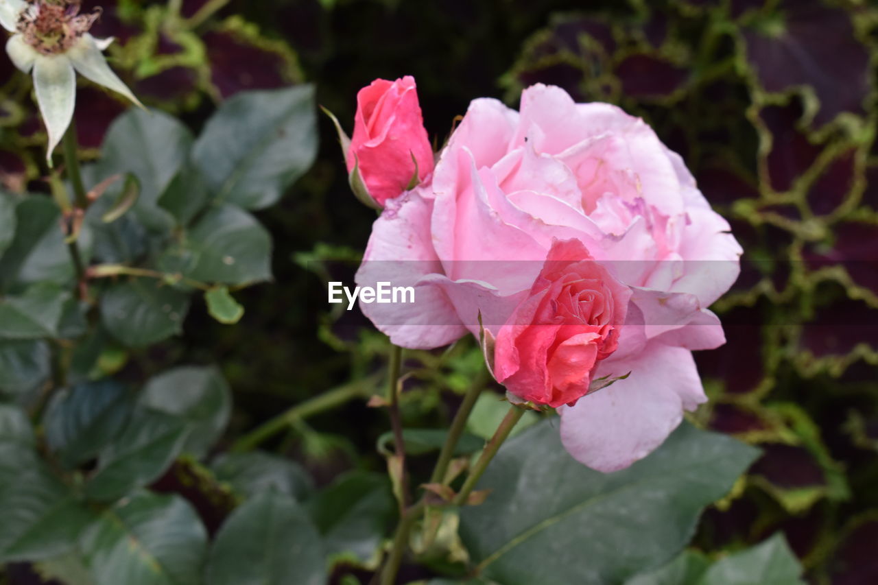 CLOSE-UP OF PINK ROSE FLOWER