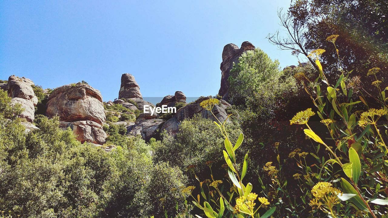 LOW ANGLE VIEW OF PLANTS GROWING ON ROCK AGAINST SKY