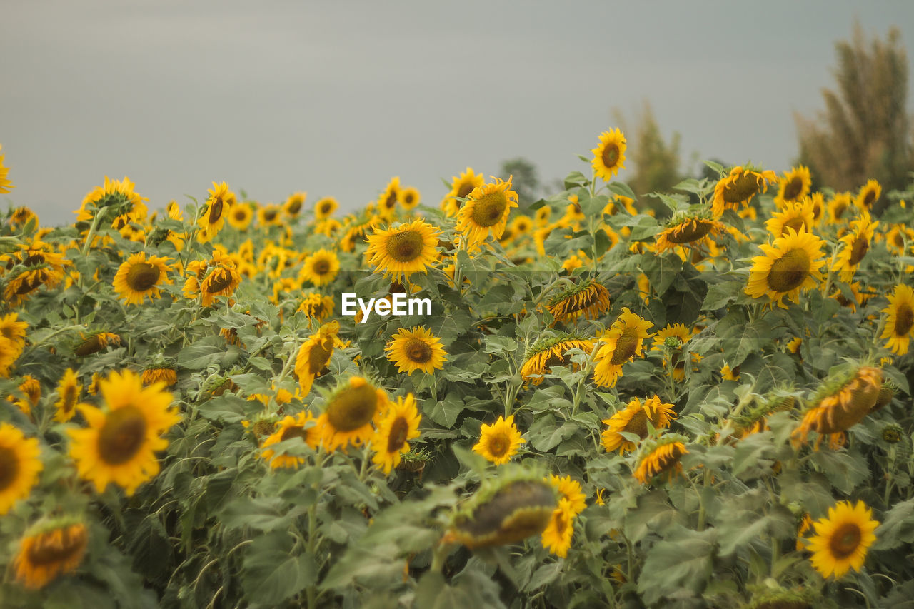 Close-up of sunflowers blooming on field against sky