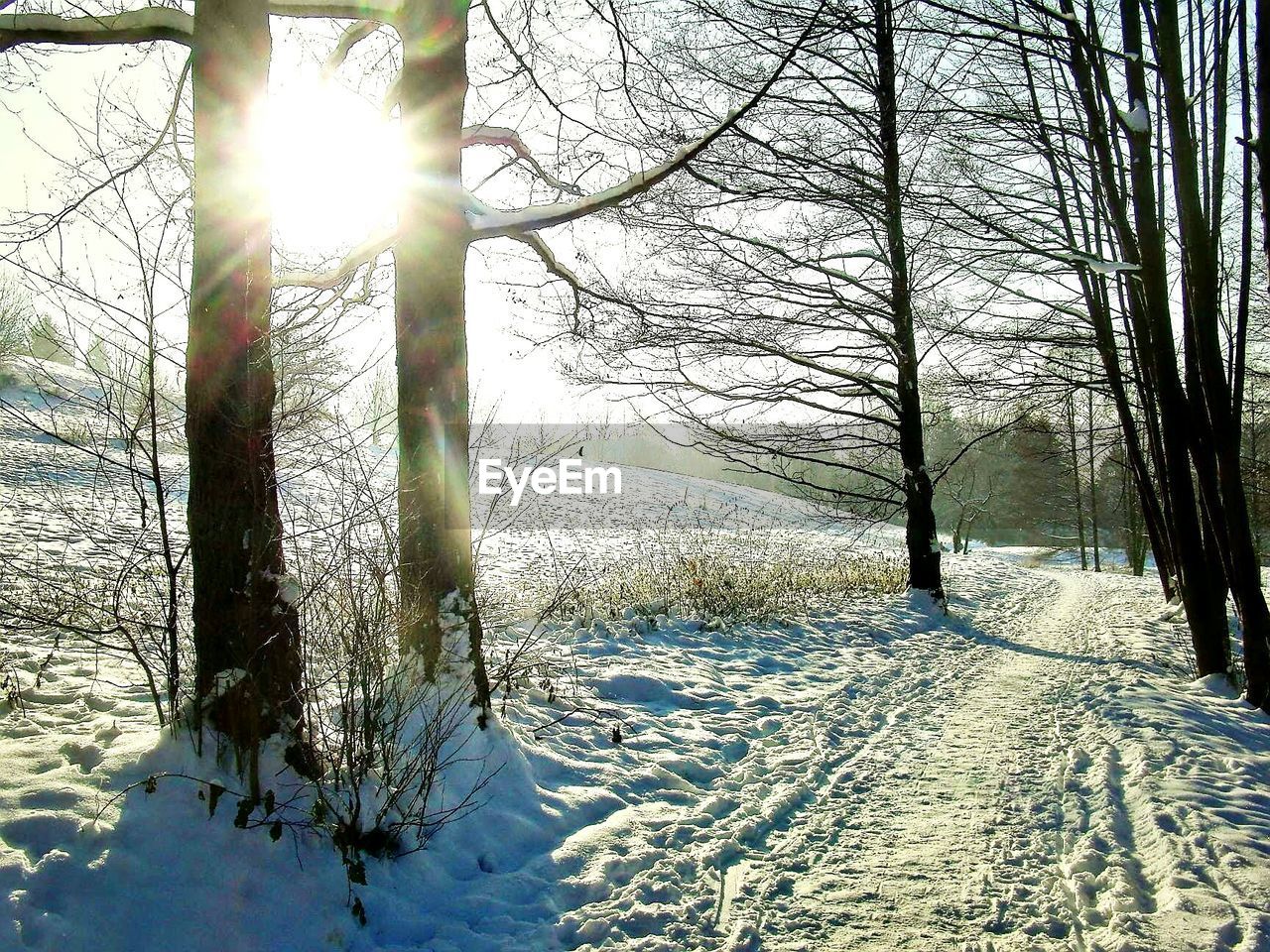 Sun shining through trees on snow covered field