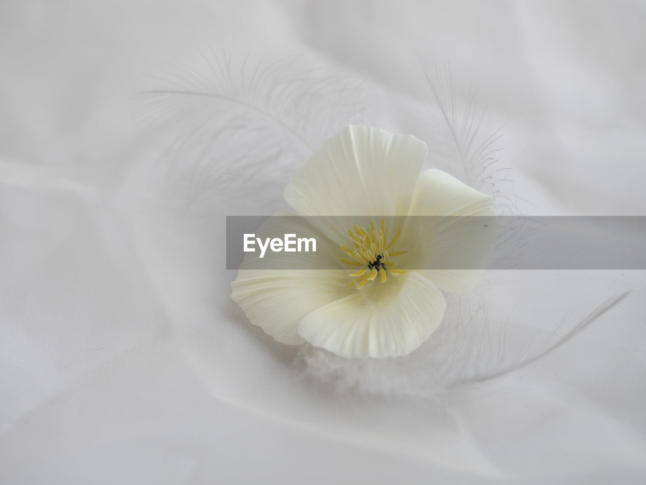 CLOSE-UP OF WHITE ROSE FLOWER IN SUNLIGHT