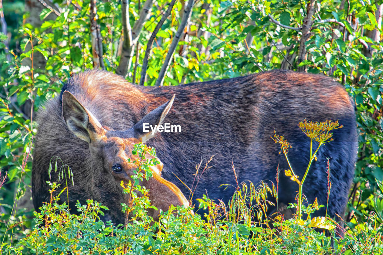 VIEW OF AN ANIMAL ON GRASS