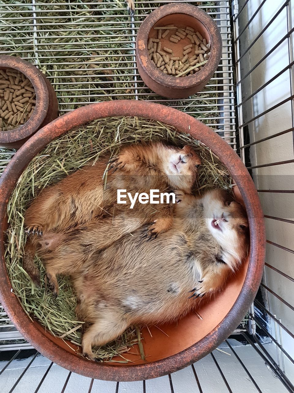 Directly above shot of prairie dog