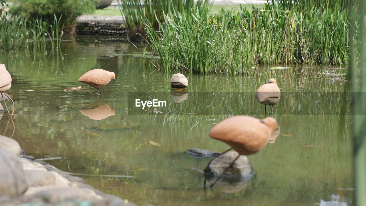 DUCKS FLOATING ON WATER