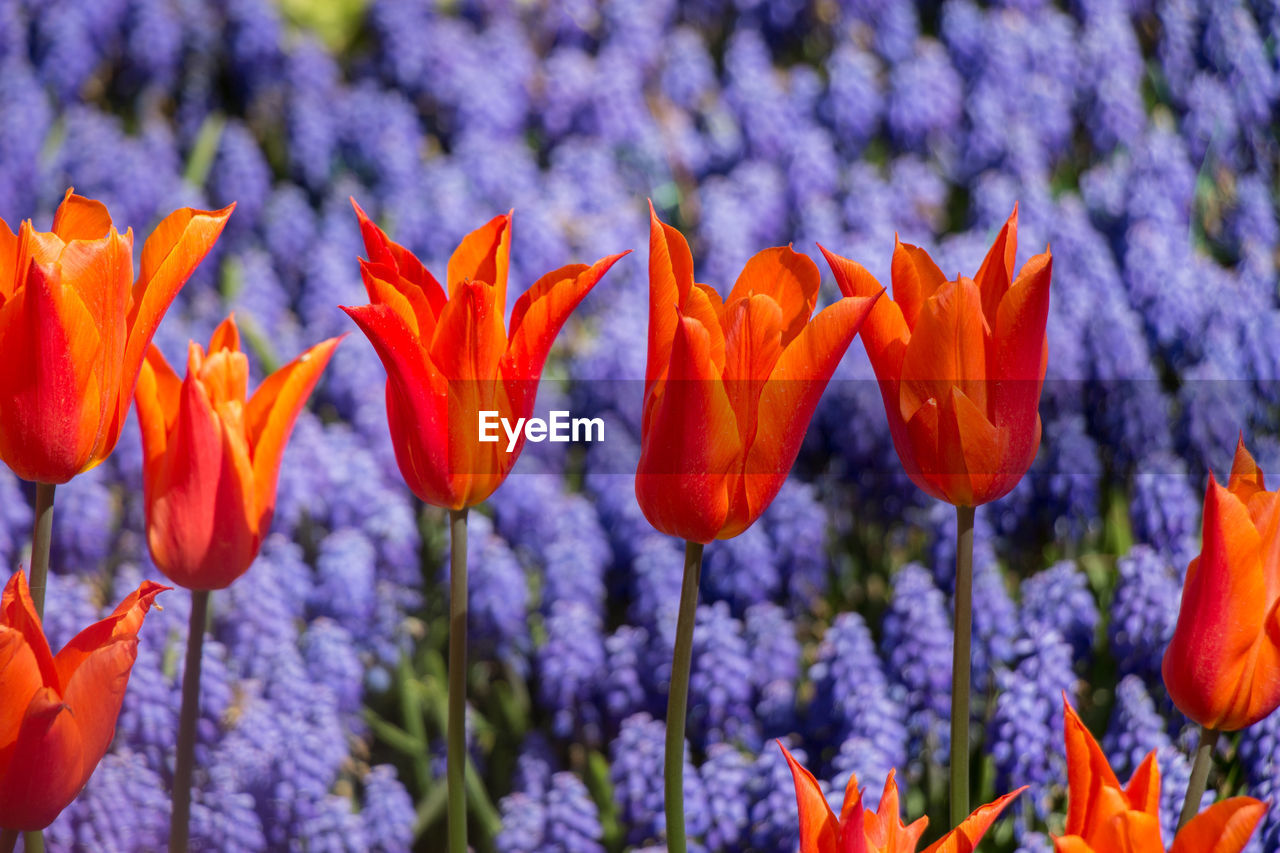 Close-up of tulips blooming on field