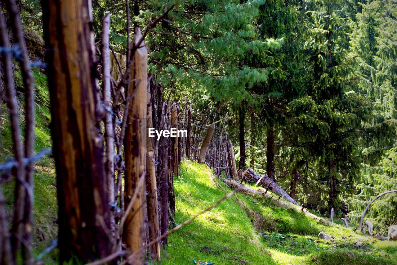 Trees on field in forest