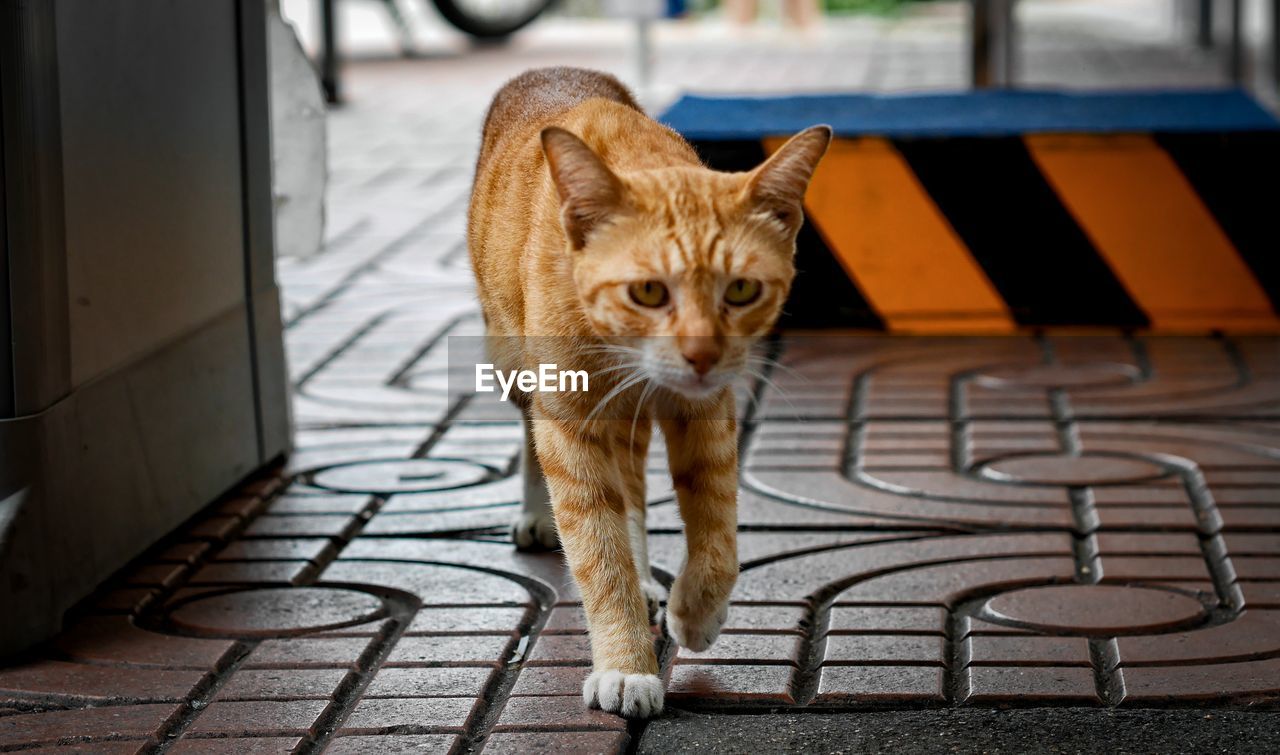 PORTRAIT OF A CAT ON FLOOR