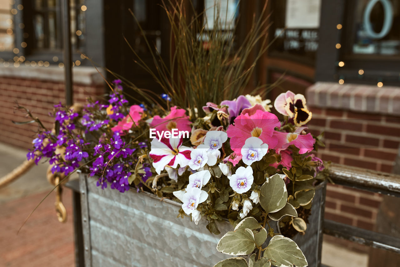 CLOSE-UP OF PINK FLOWER POT