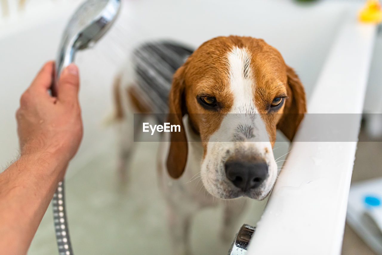 High angle view of dog taking bath in bathtub