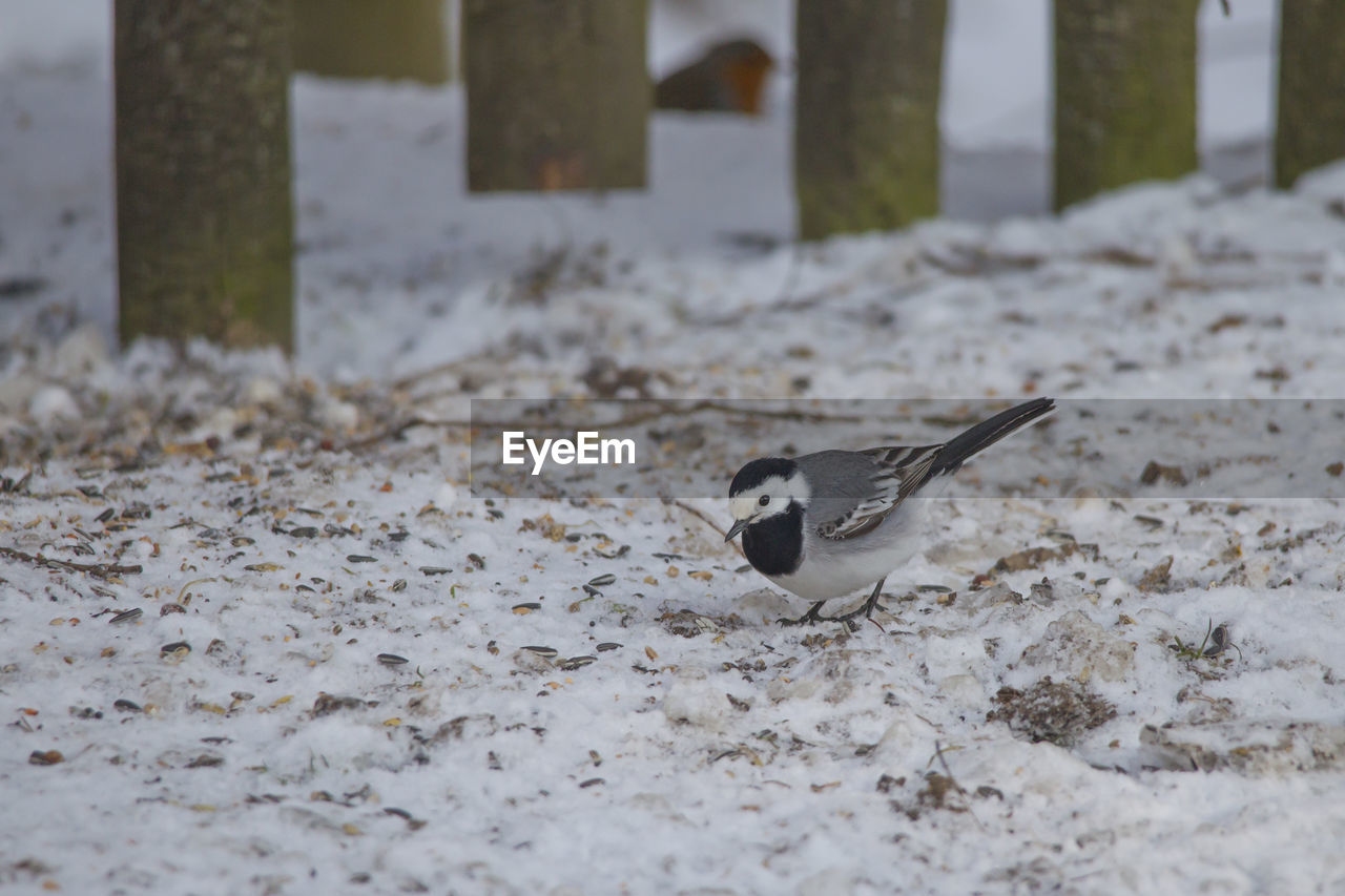 CLOSE-UP OF BIRD ON SNOWY FIELD