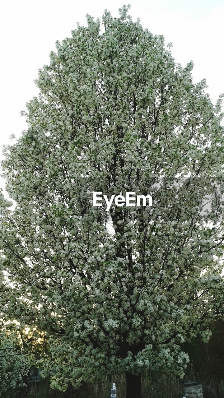 LOW ANGLE VIEW OF TREES AGAINST SKY