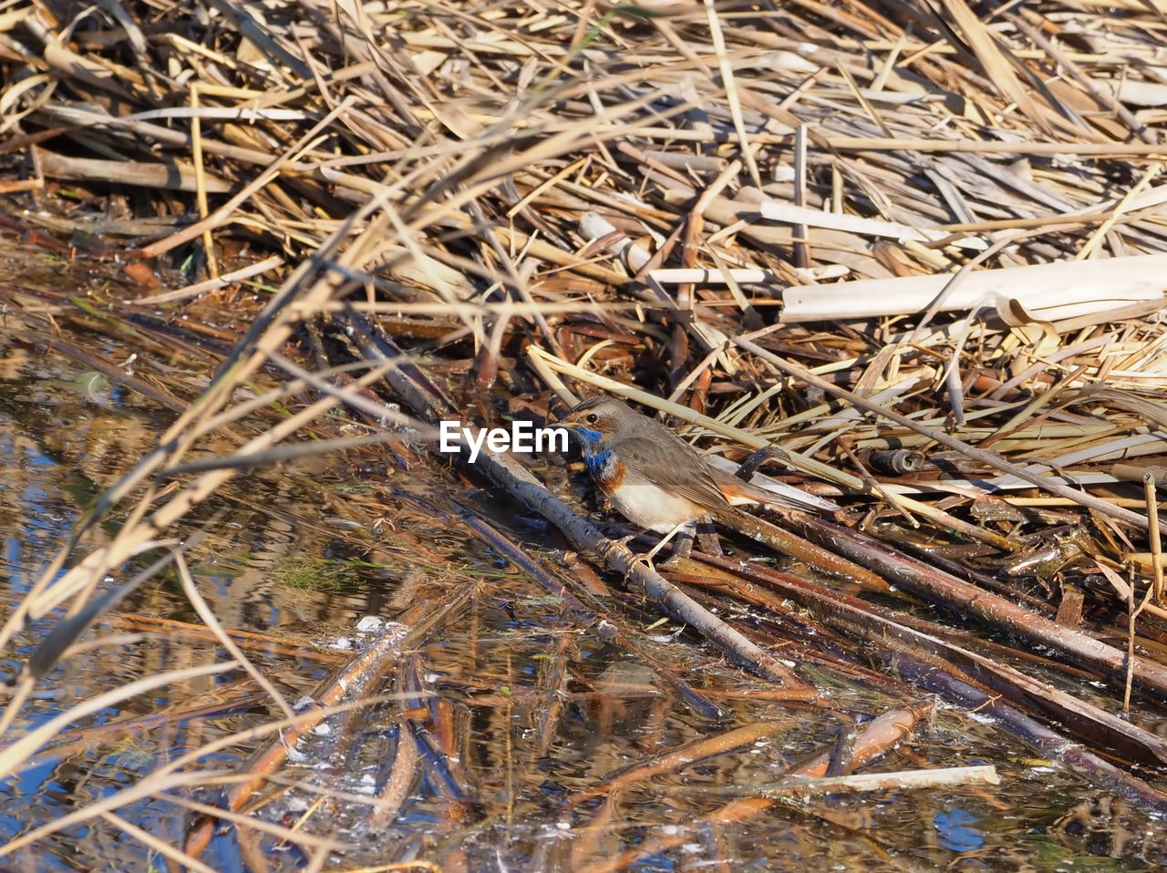 HIGH ANGLE VIEW OF CATERPILLAR ON HAY