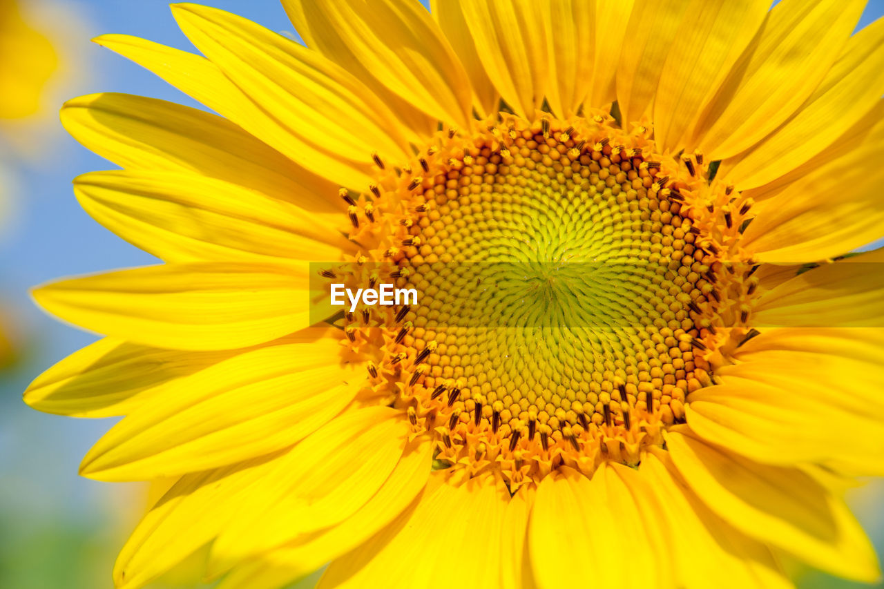 Close-up of sunflower