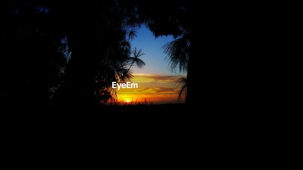 Silhouette trees on field during sunset