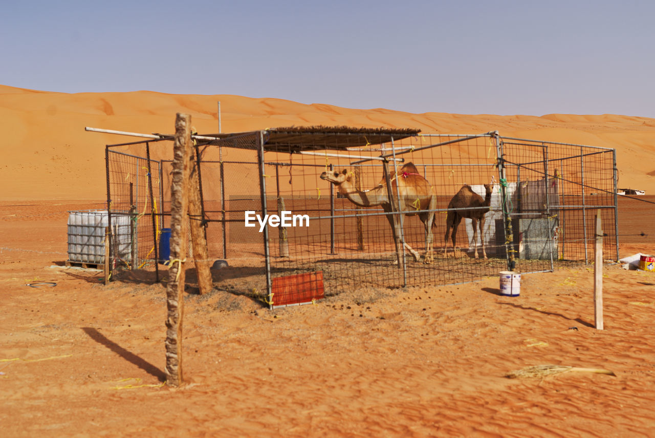 Camel in cage in sand orange desert against blue sky