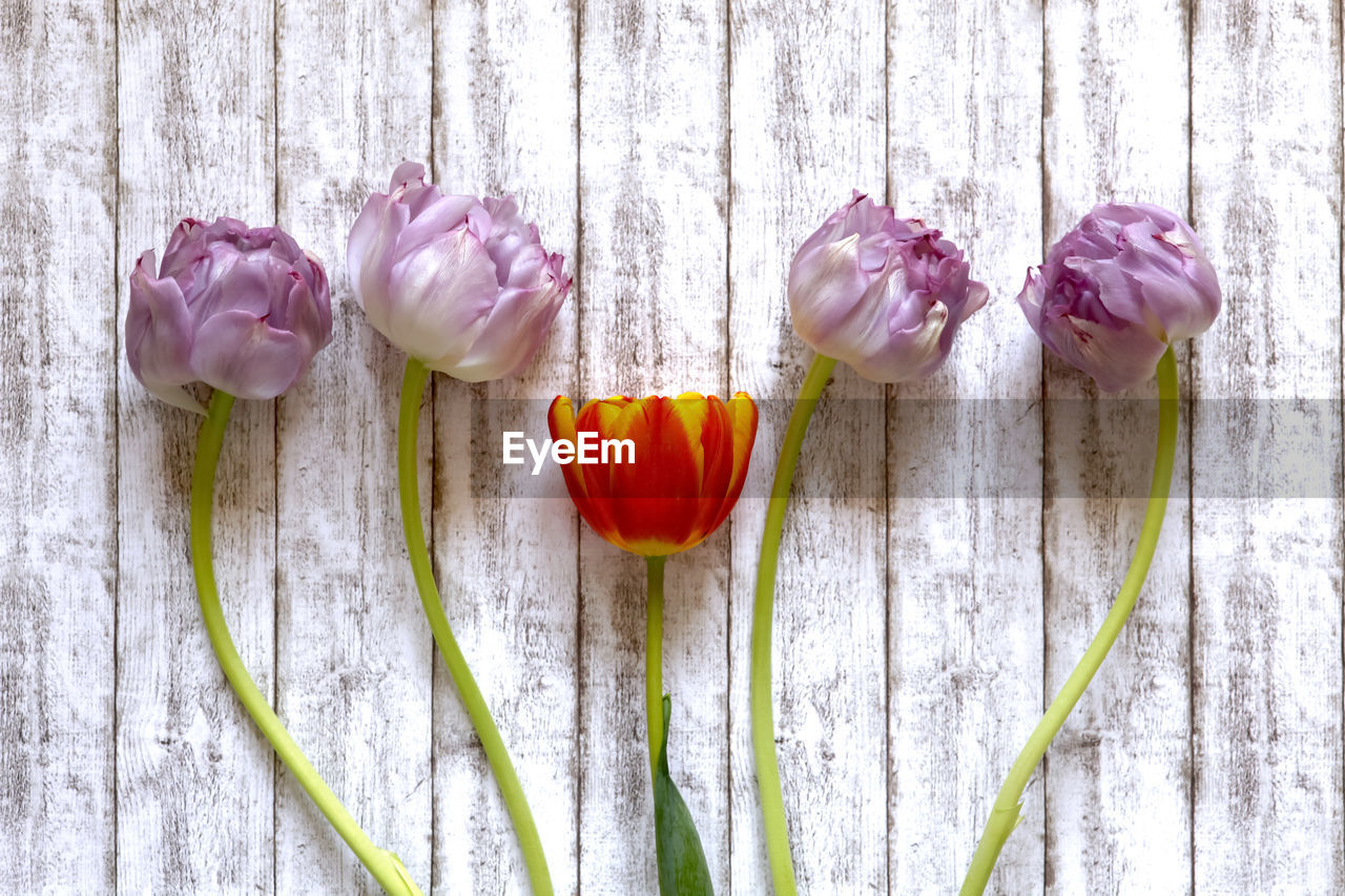 Close-up of tulips blooming outdoors