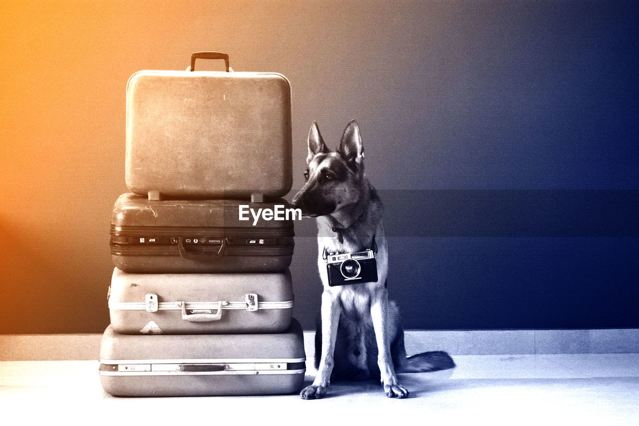 DOG WEARING PUPPY AGAINST GRAY BACKGROUND