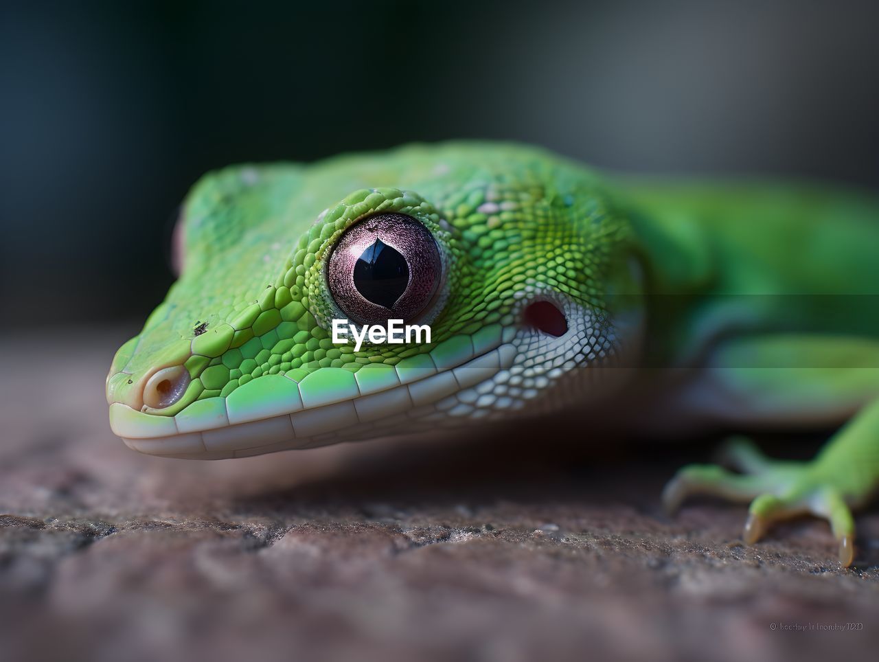 close-up of green lizard