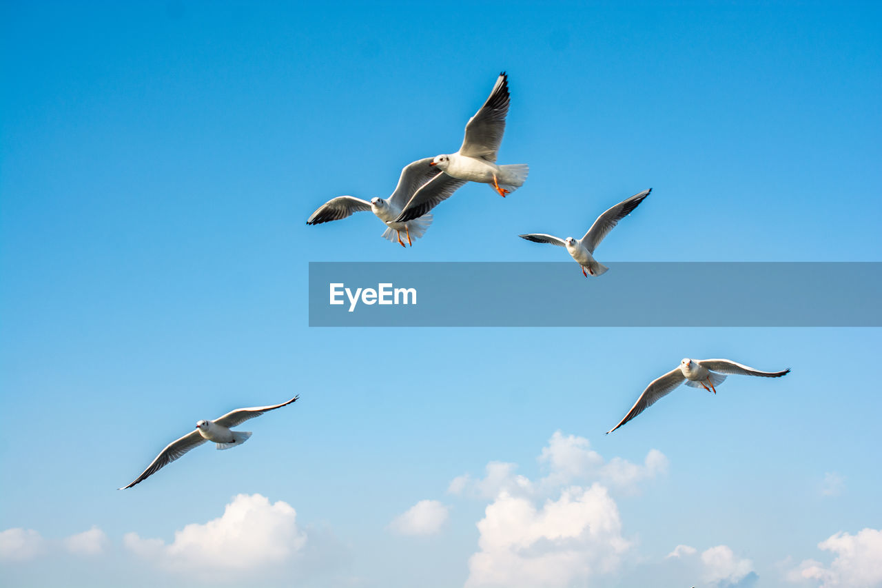 LOW ANGLE VIEW OF SEAGULL FLYING