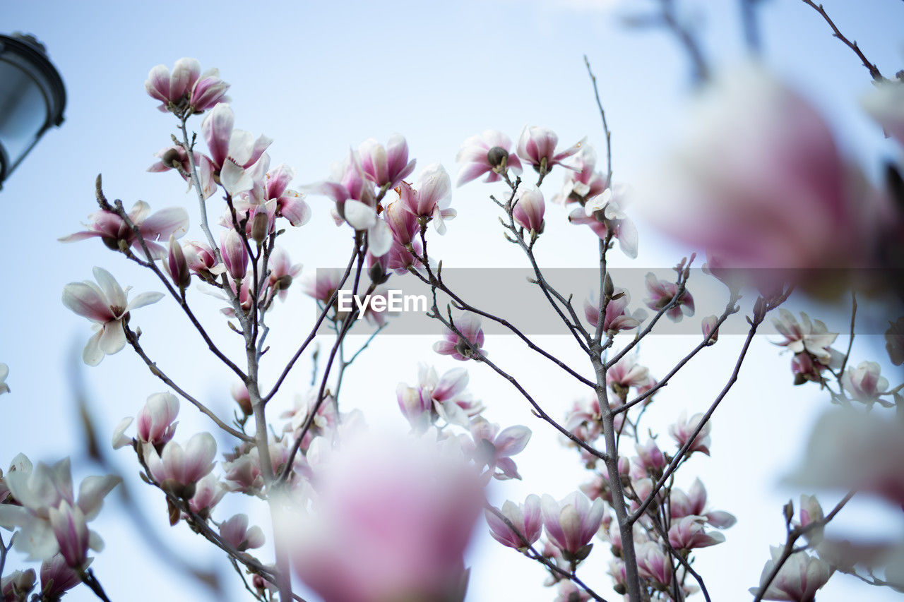 plant, flower, flowering plant, spring, blossom, beauty in nature, freshness, tree, nature, pink, branch, springtime, growth, fragility, petal, sky, no people, selective focus, low angle view, close-up, outdoors, day, macro photography, cherry blossom, twig, focus on foreground