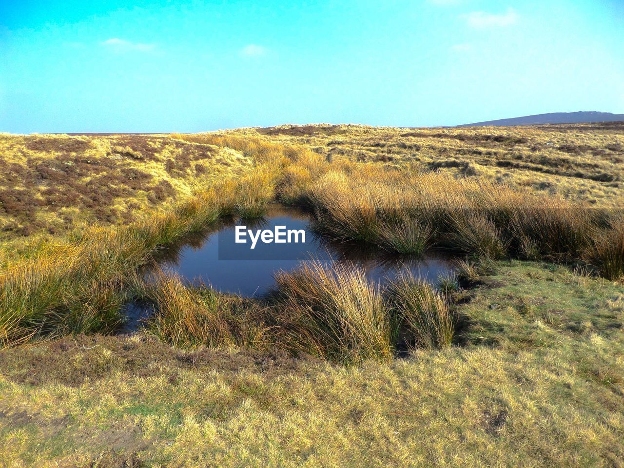 GRASS GROWING ON LAND