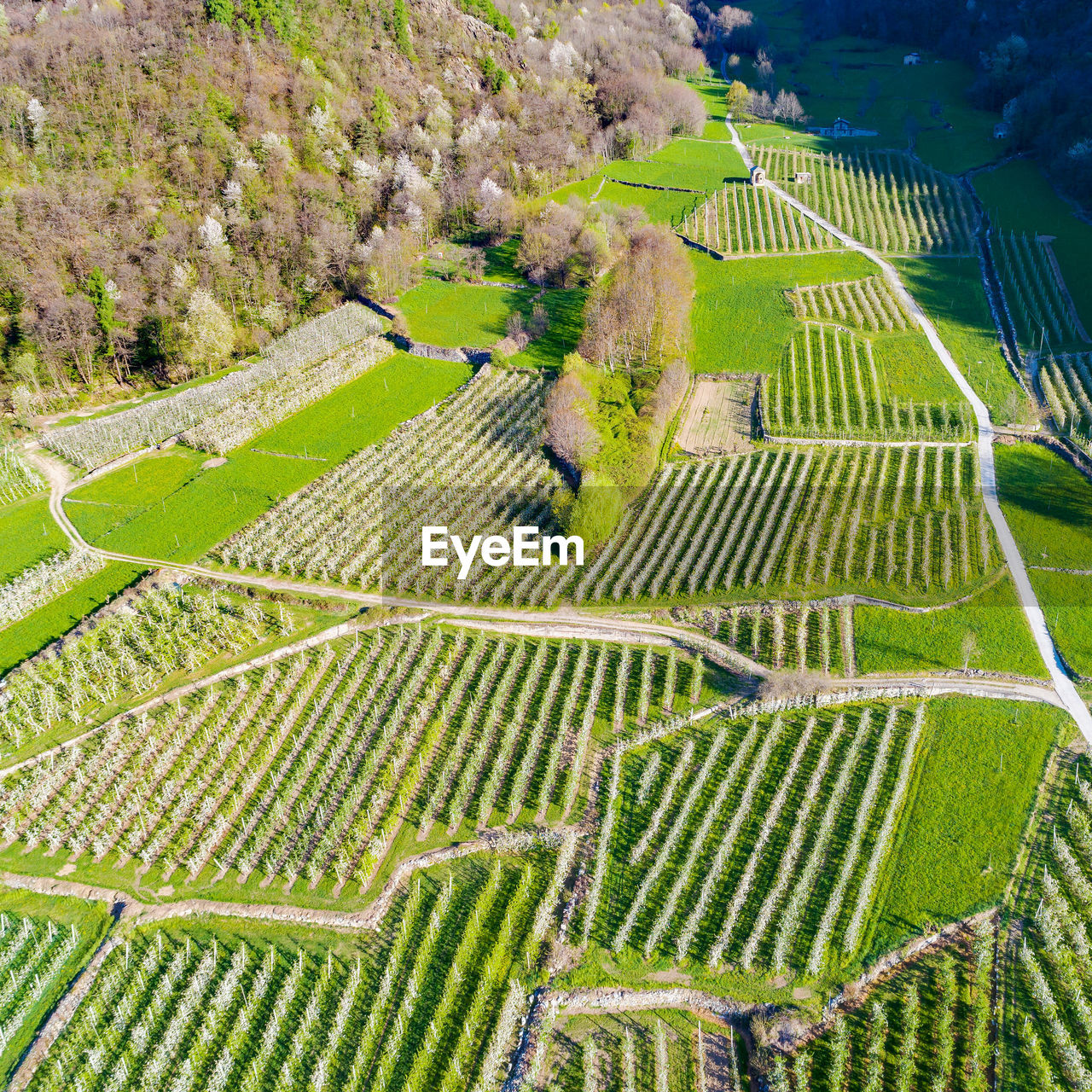 HIGH ANGLE VIEW OF FRESH GREEN FIELD