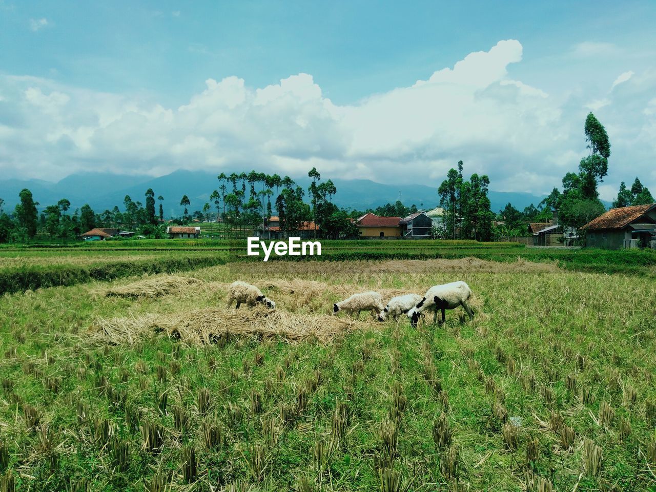 View of sheep on grassy field against sky, the picture of domba garut