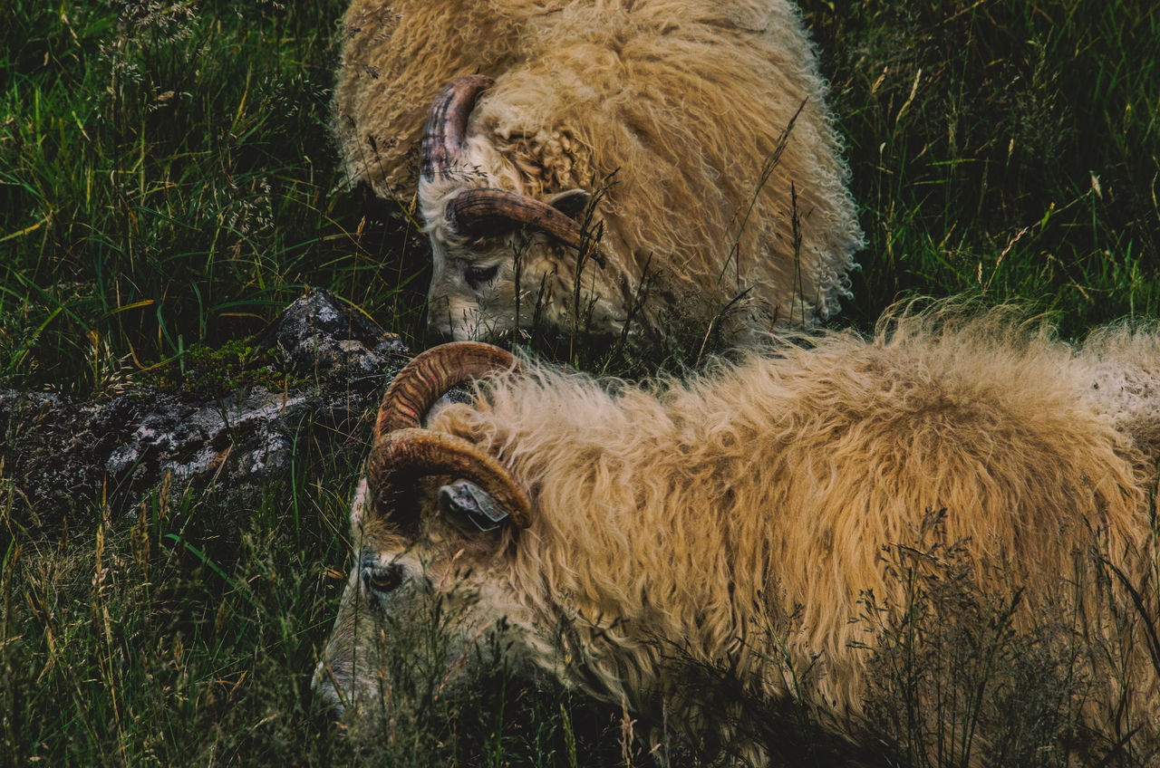 Icelandic horned sheep eating grass.