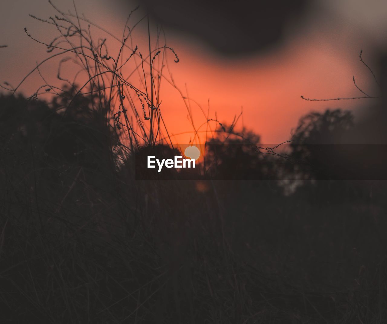 CLOSE-UP OF PLANTS GROWING ON FIELD AGAINST SKY DURING SUNSET