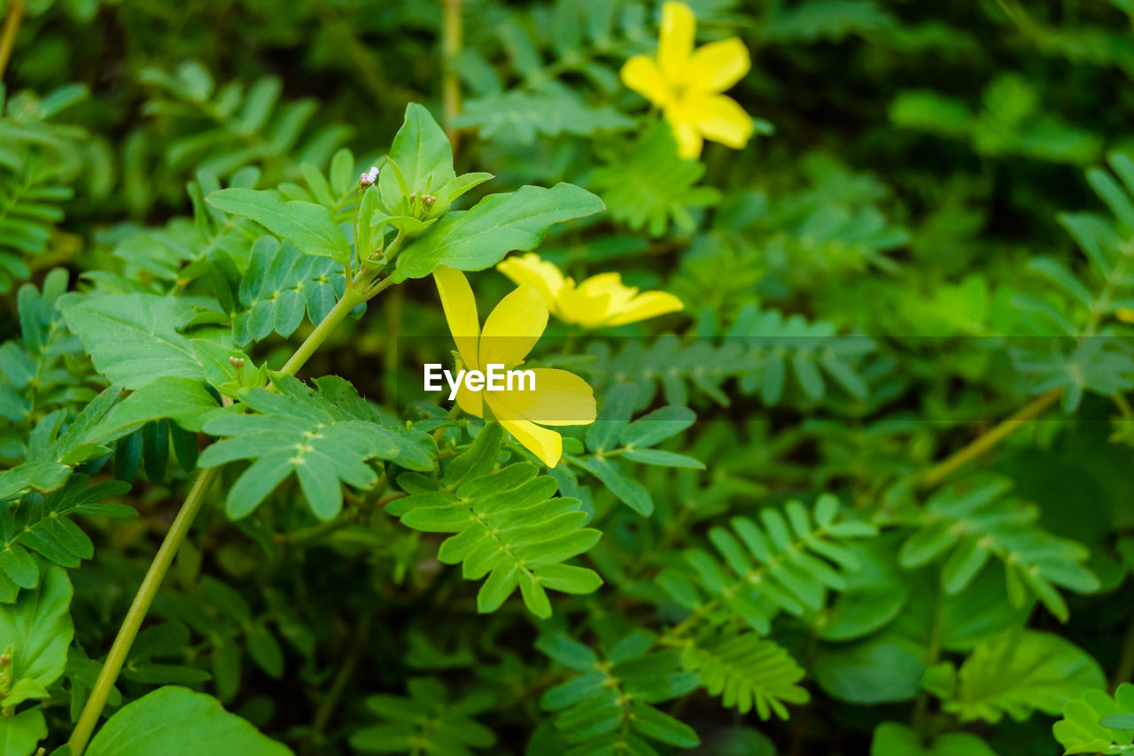CLOSE-UP OF YELLOW FLOWERING PLANT AGAINST GREEN PLANTS