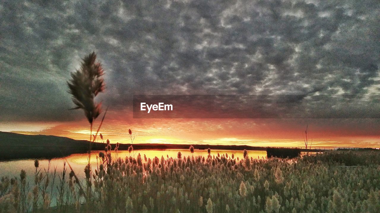 SCENIC VIEW OF SUNSET OVER FIELD