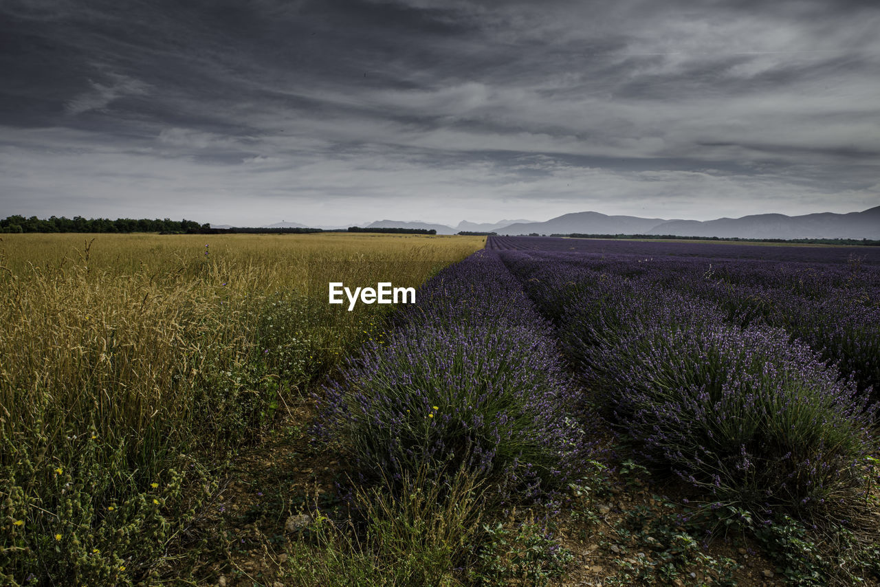 SCENIC VIEW OF FIELD AGAINST SKY DURING RAINY SEASON