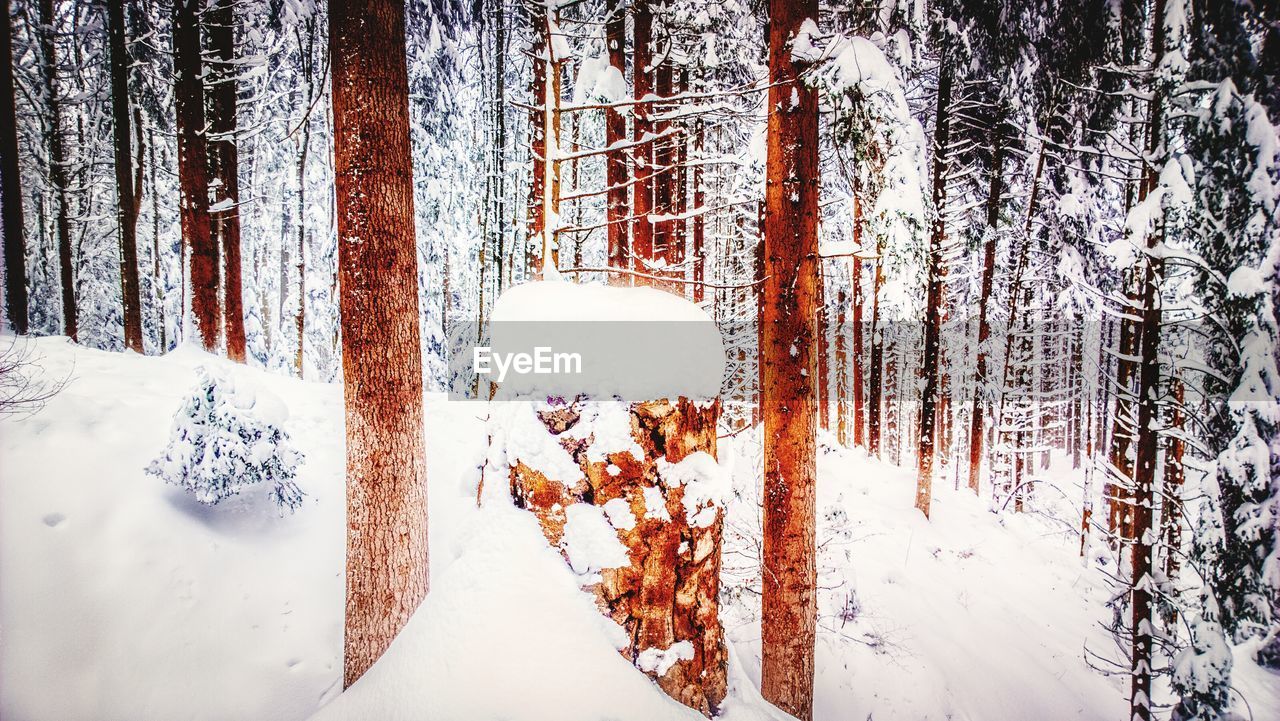 Trees in snow-covered forest