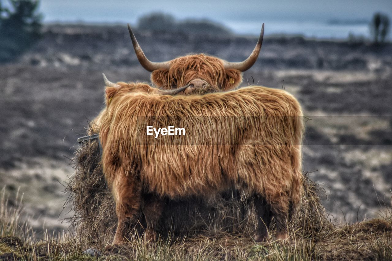 Has he gone yet . highland cattle