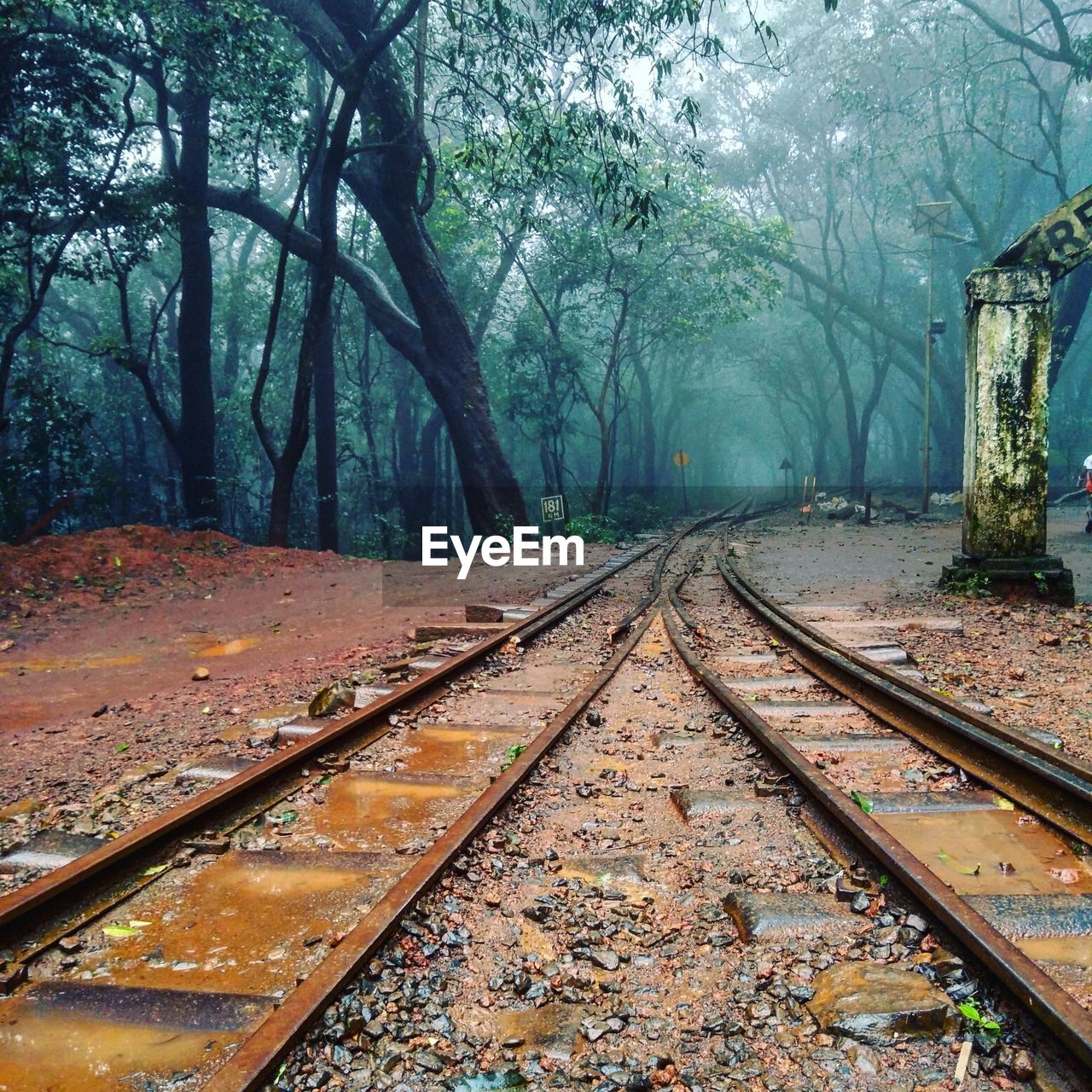 Trees growing by railroad tracks at forest during foggy weather