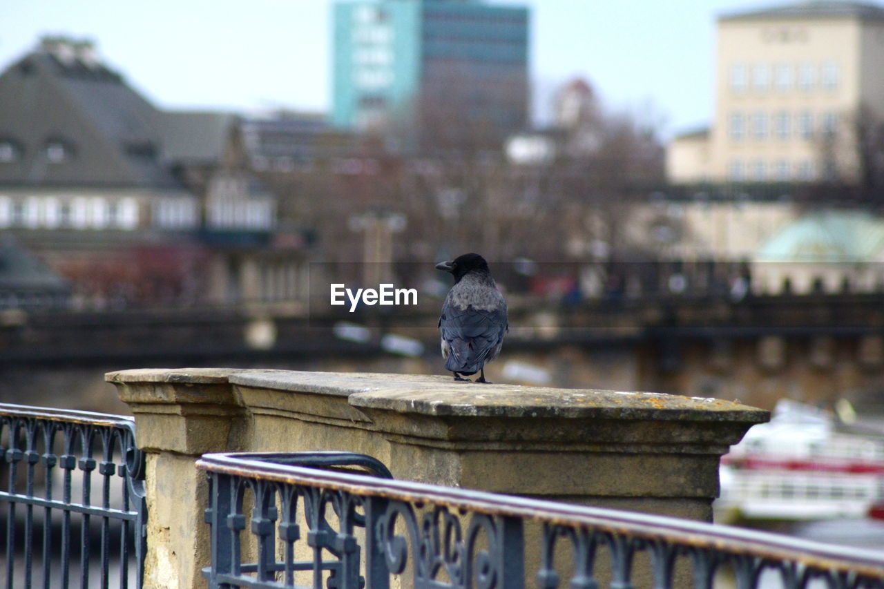 Bird perching on railing