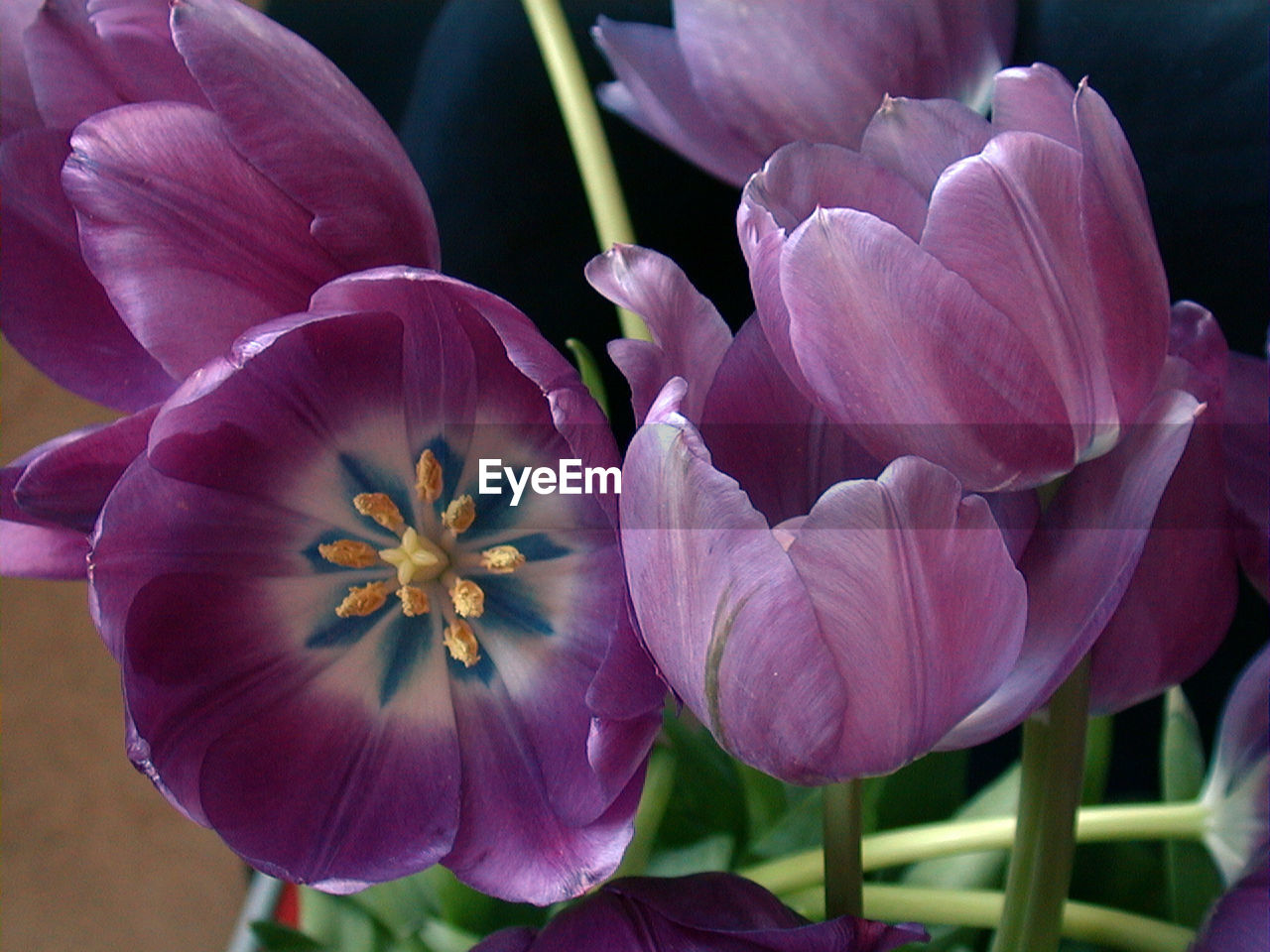 CLOSE-UP OF PINK FLOWER