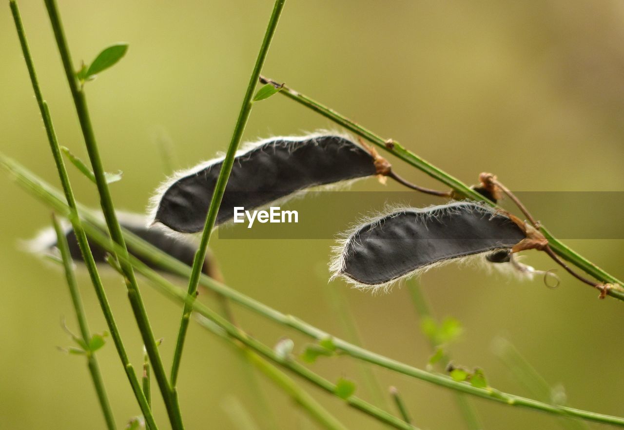 Close-up of grass seed