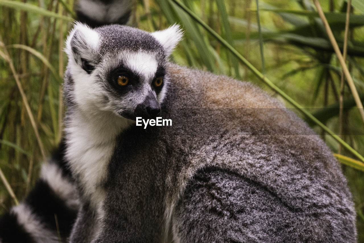 animal themes, animal, animal wildlife, one animal, wildlife, mammal, primate, plant, portrait, nature, no people, close-up, looking, looking at camera, animal body part, tree, outdoors, focus on foreground, cute, day, animal hair