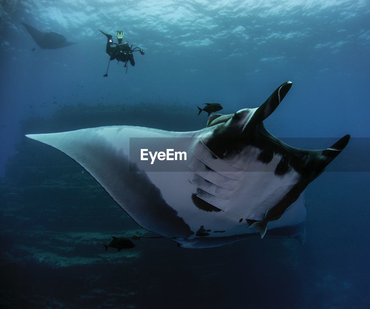 Low angle view of man swimming over stingray in sea